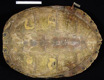 Media type: image; Herpetology R-4550